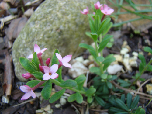 Daphne cneorum var. verlotii