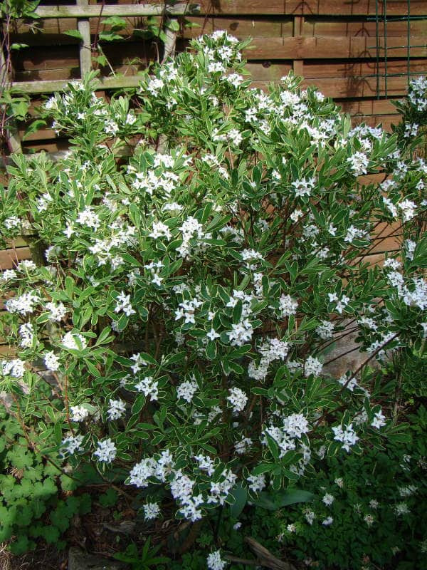 Daphne x burkwoodii 'Astrid'