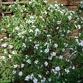 Daphne x burkwoodii 'Astrid'