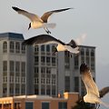 Clearwater Beach