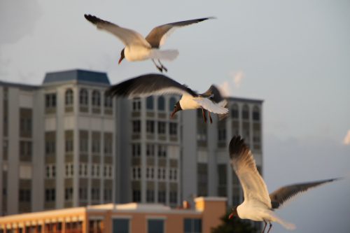 Clearwater Beach