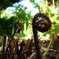 Dryopteris erythrosora