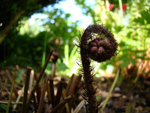 Dryopteris erythrosora