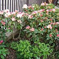 Rhododendron 'Lachsgold'