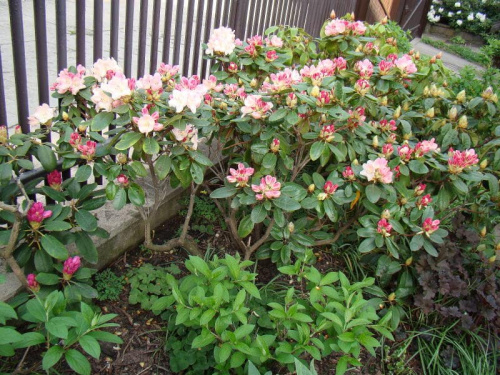 Rhododendron 'Lachsgold'