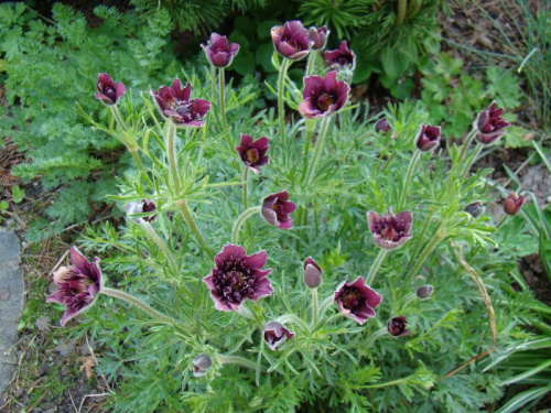 Pulsatilla 'Anna Zachar'