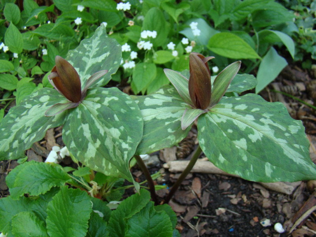 Trillium viride