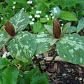 Trillium viride