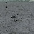 Clearwater Beach