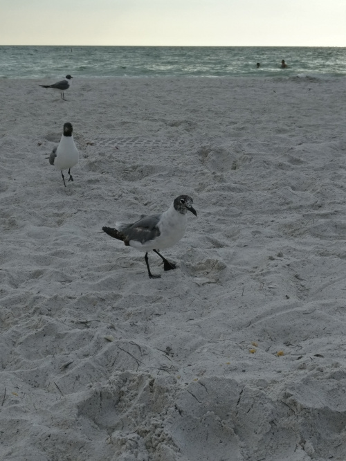 Clearwater Beach