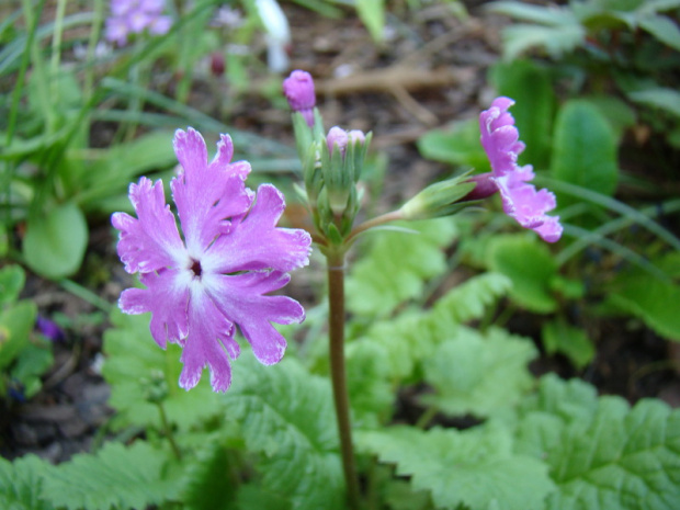 Primula sieboldii 'Sparkler'