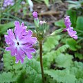 Primula sieboldii 'Sparkler'