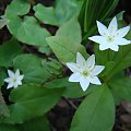 Trientalis europaea