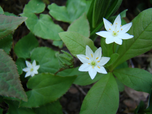 Trientalis europaea