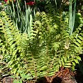 Polystichum polyblepharum