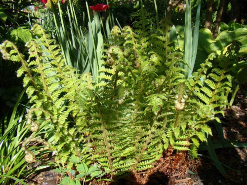 Polystichum polyblepharum