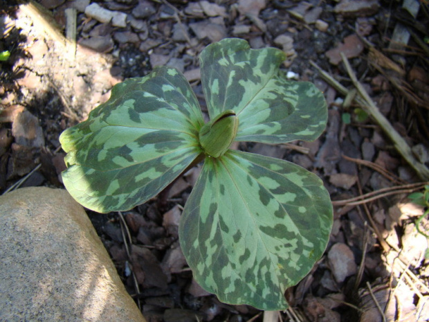 Trillium x decumbens