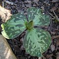 Trillium x decumbens