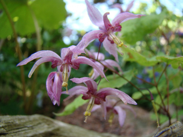 Epimedium 'Enchantress'