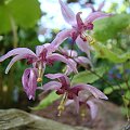 Epimedium 'Enchantress'