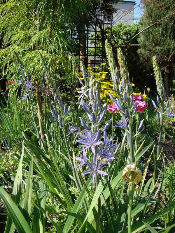 Camassia quamash