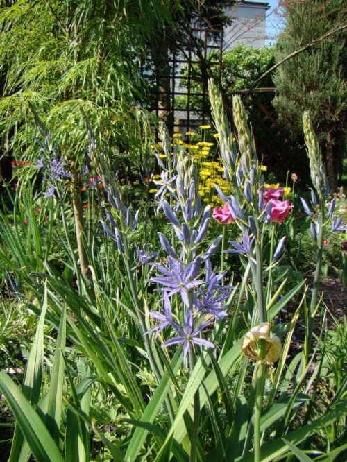 Camassia quamash