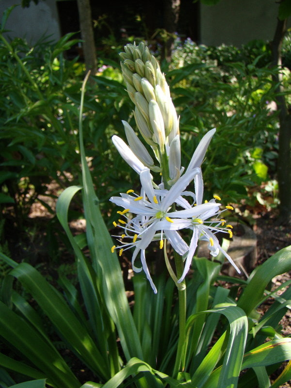 Camassia leichtlinii