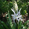 Camassia leichtlinii