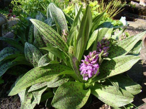 Dactylorhiza majalis