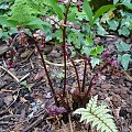 Polystichum makinoi