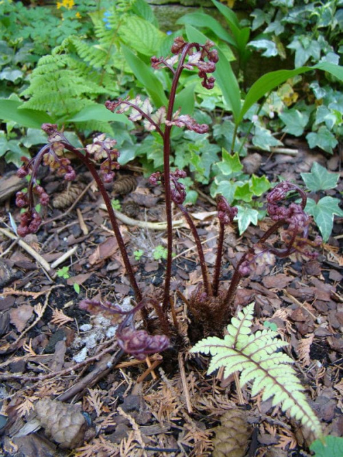 Polystichum makinoi