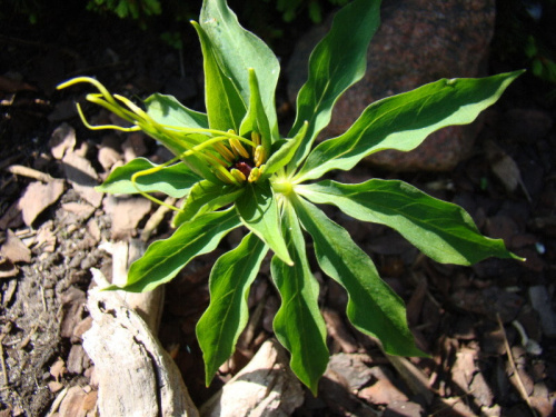 Paris polyphylla