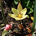 Tulipa clusiana 'Cynthia'