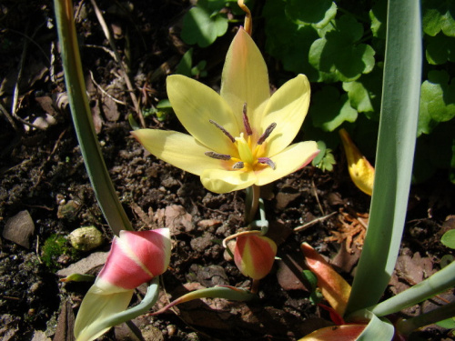Tulipa clusiana 'Cynthia'
