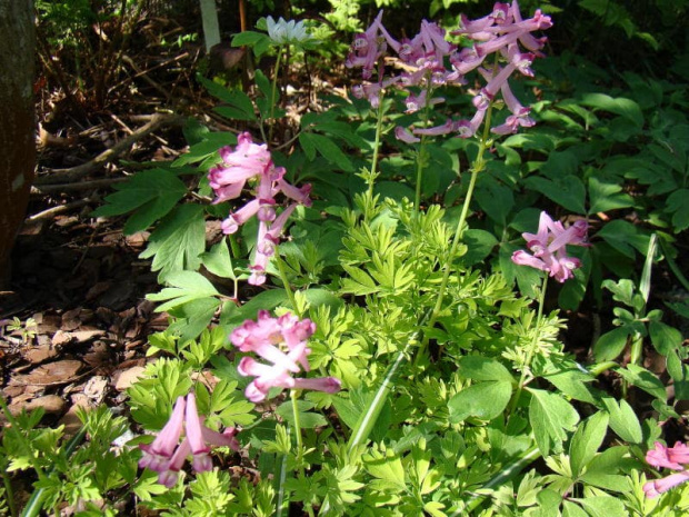 Corydalis buschii