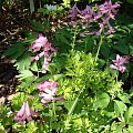 Corydalis buschii