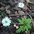 Anemone stolonifera 'Flore Pleno'