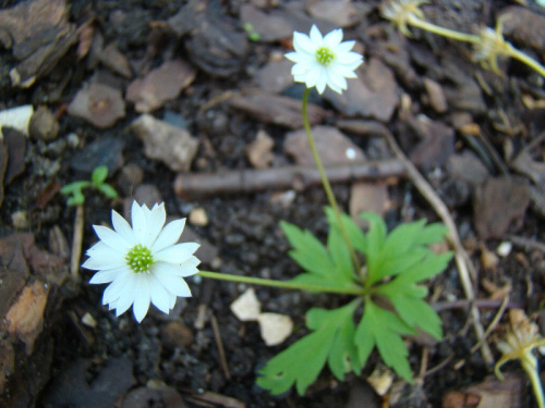 Anemone stolonifera 'Flore Pleno'