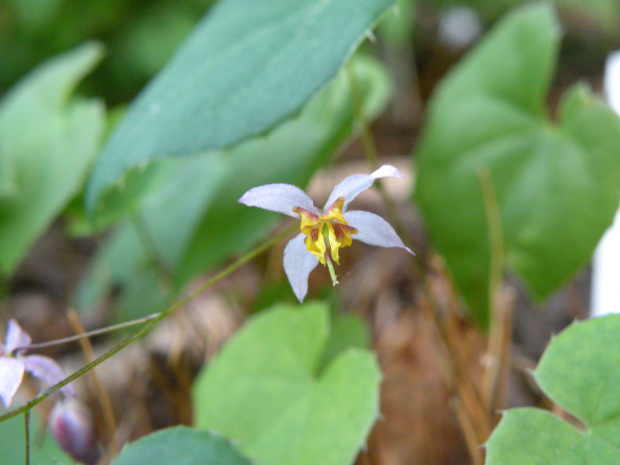 E. elachyphyllum (syn.E. parvifolium )