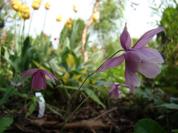 Semiaquilegia ecalcarata