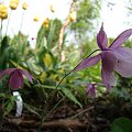 Semiaquilegia ecalcarata