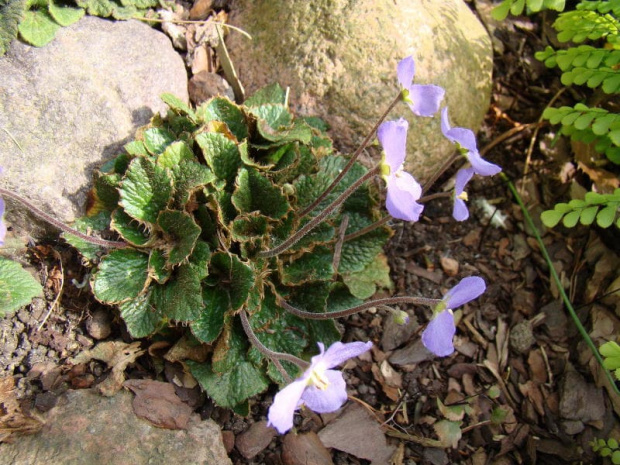 Ramonda nathaliae