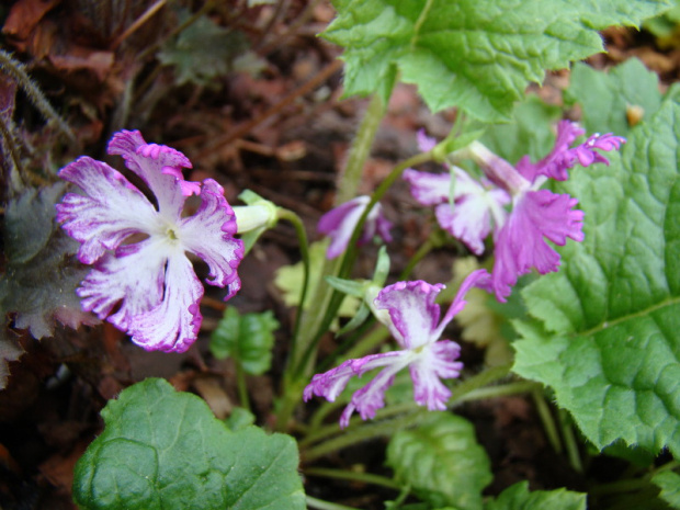 Primula sieboldii 'Lacy Lady'