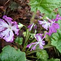 Primula sieboldii 'Lacy Lady'