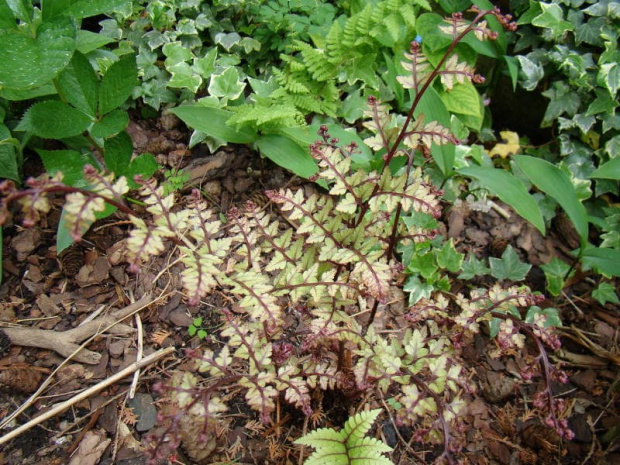 Athyrium otophorum var. okanum