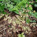 Athyrium otophorum var. okanum