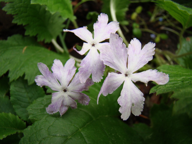 Primula sieboldii 'Kuomi'