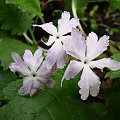 Primula sieboldii 'Kuomi'