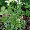 Anemone multifida 'Annabella White'