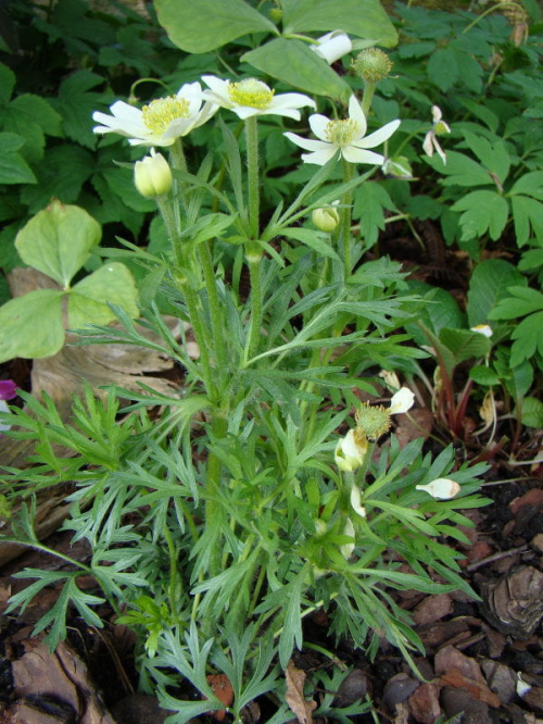 Anemone multifida 'Annabella White'